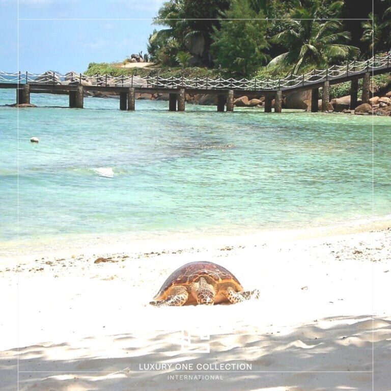 ile-à-vendre-Seychelles-tortue